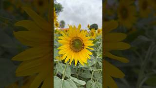 Dancing between petals and pollen 🐝🌻 #sunflower #sunflowers #honeybee #sunflowerfield