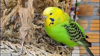 Relaxing Budgie Sounds