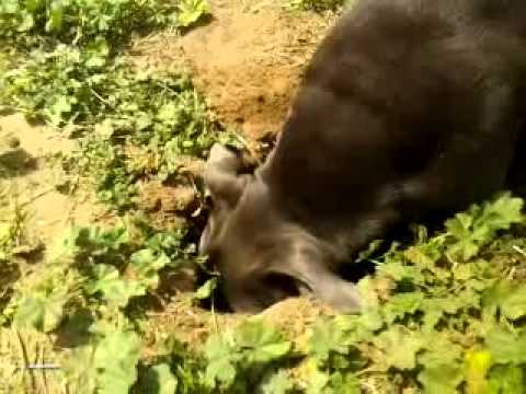 Pitbull wants gopher