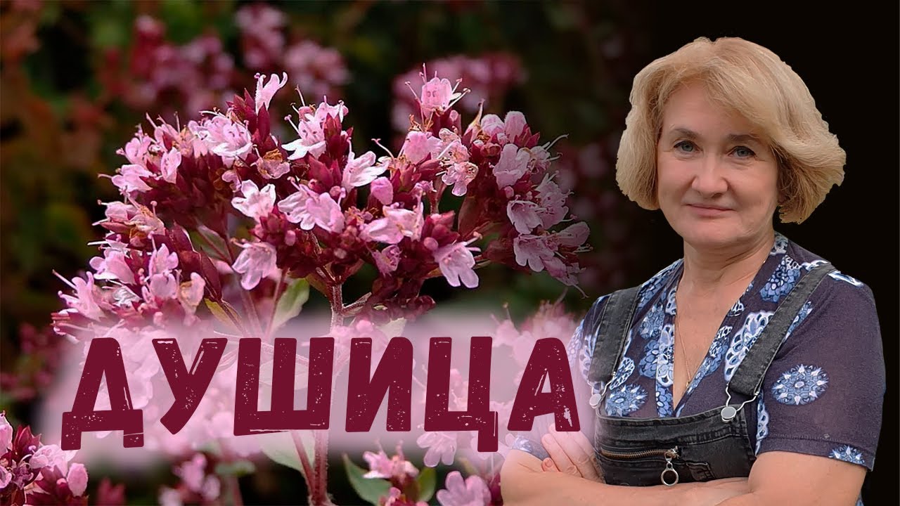 Душица – Универсал с большой буквы!