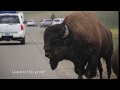 Yellowstone Bison Gores Suburban with 6 Kids
