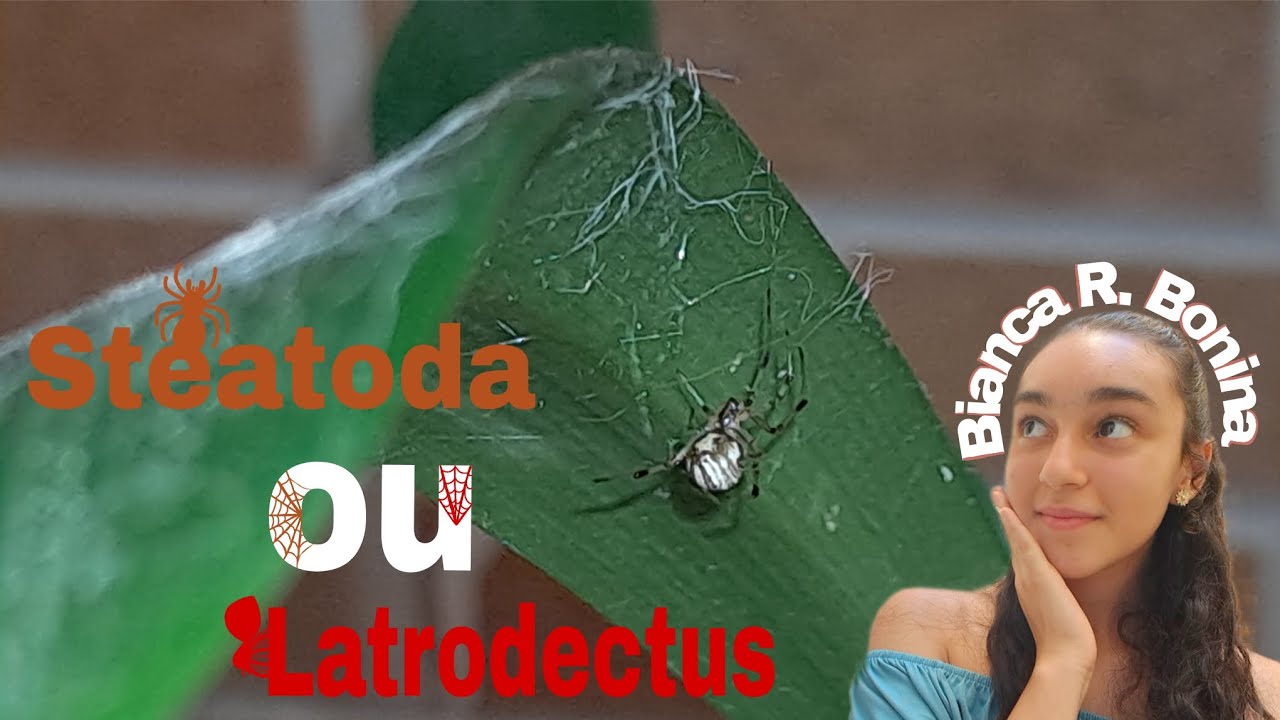 Viúva, falsa ou verdadeira? A minha dúvida de hoje: