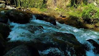 Forest water stream, rushing mountain river, relaxing stream flow, nature sleep sounds