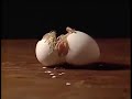 Bill Viola, I Do Not Know What It Is I Am Like (1986) / Egg Hatch