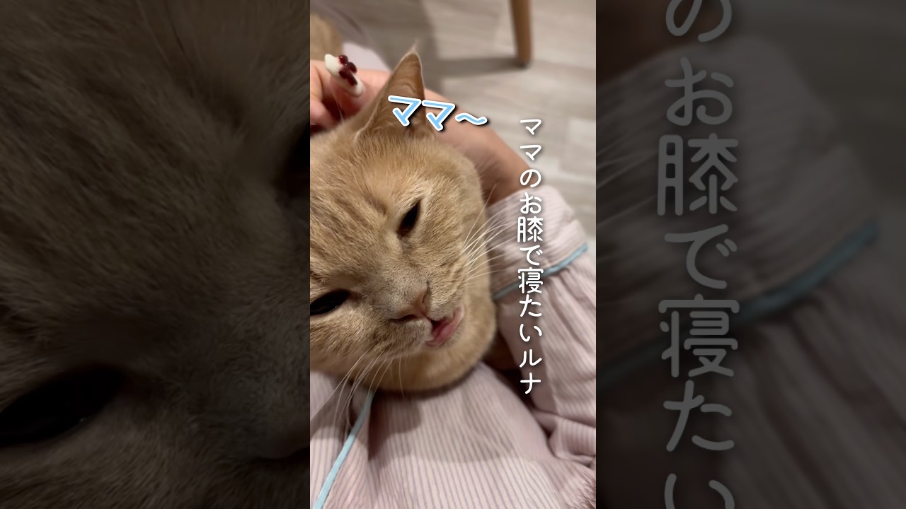 眠たい時はお喋りが止まらないルナくん...😪