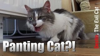 Causes of Cat Panting  Tips for Beginner Cat Owners