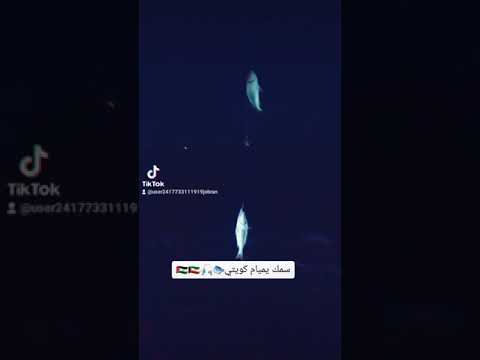 سمك يميام كويتي الصياد الكبير الفلسطيني جبران أيوب الصايغ