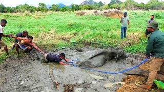 Saving elephant from muddy prison