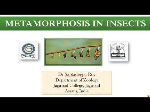 Video: Forskjellen Mellom Holometabolous Og Hemimetabolous Metamorphosis In Insects