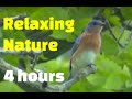 Relaxing Nature - Morning Birds - Thousands of Peaceful Videos Wildlife Stunning Scenic !