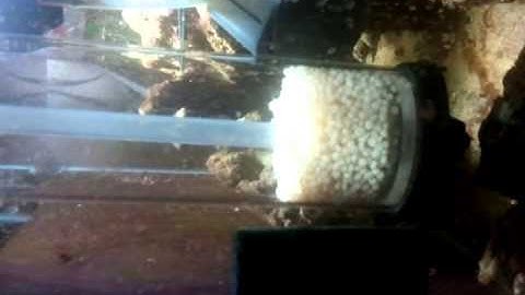 tlf reactor with np bio pellets