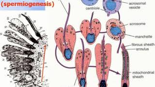 Male reproductive system. Video-lecture by Zimatkin (28)