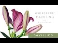 How to Paint Realistic Daylilies - Watercolor Tip Tutorial