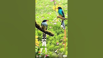 #egzonibrahimi #سورة_الإخلاص #ikhlas #live #birds #lifeisbutadream #cute #longestdayoftheyear #cute