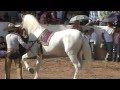 CABALLOS PEDRO DOMECQ EN RIOVERDE SLP