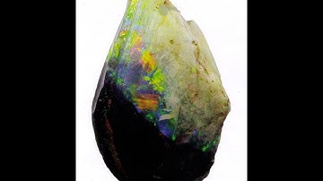 Opal Miner Finds a Rare Claim Full of Opalized Fossils