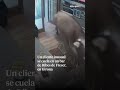 Un cliente inusual se cuela en un bar de Ribes de Greser, en Girona