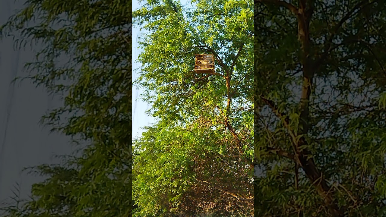 ندهات لتحريك البلابيل خامات نثيه،🕊️