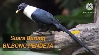 suara burung bilbong pendeta