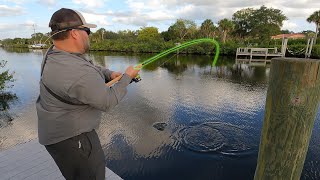 INSANE Florida Mangrove Fishing!! (Brackish Water)
