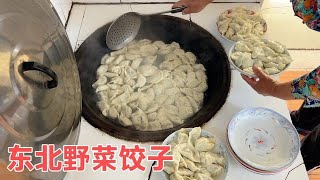 东北老妈把野菜种在家 割下一捆包饺子 全家品尝这也太香了