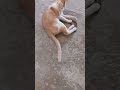 lovely cat with a non venomus snake# kon tughu u payar kara 🥰# song#🥰♥️♥️♥️