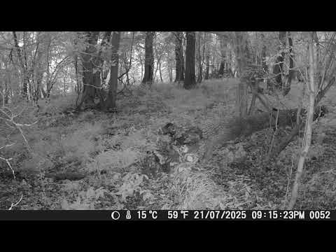 A hare in the woods, nighttime