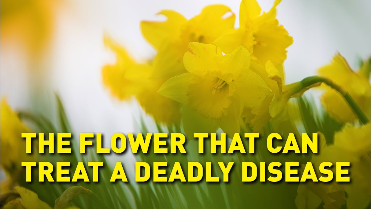 Daffodils can fight Alzheimer's