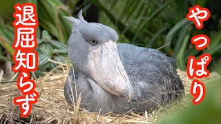 ハシビロコウのボンゴ、おすわりタイムもやっぱり退屈知らず。 神戸