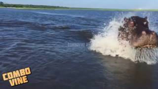 Combo Vine #68