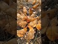 Farm Chicken Organic Egg Laying Super In The High Mountains Satisfying Agriculture mp3
