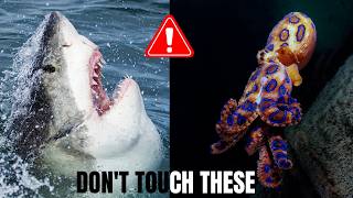 Most Dangerous Ocean Animals You Should Never Touch 😱