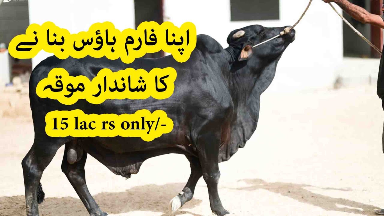 Cattle Dairy Picnic Farm House for Sell Gadap Town Prime