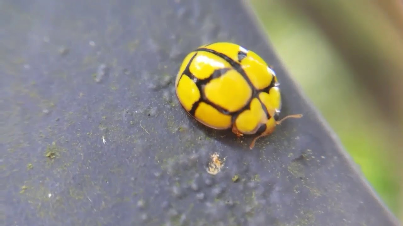 Yellow Netty Ladybird Beetle Macro - YouTube