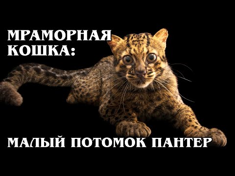 Video: Smoky Leopard: Tierfoto, Beschreibung, Wissenswertes