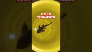 #aquariumfish #aquarium #knowledge #shorts #youtubeshorts #viralvideo