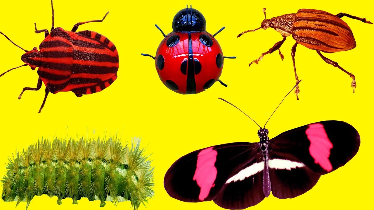 African Animals List / Http Www Randomstruik Co Za Booktitles