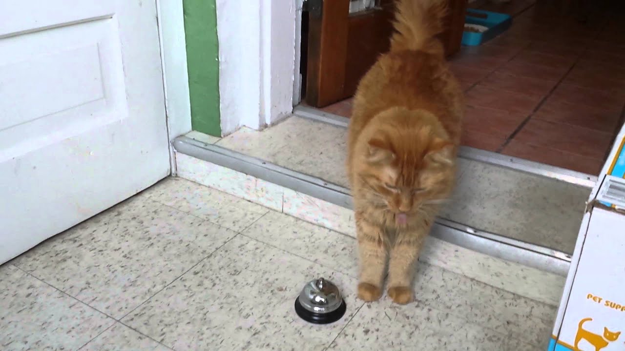Ring the Bell, Roscoe! Cat Rings Bell for Baby Food YouTube