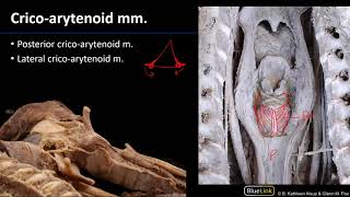 Larynx and Pharynx  Laryngeal Muscles