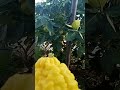 В степях под Каховкой -поселок Брилевка.