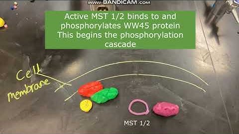 Hippo Signaling Pathway (Stop Motion Video)