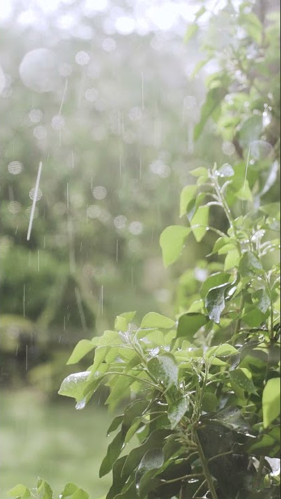 HD Beauty Of Nature | Rainy Day View | Free stock footage | Free HD Videos - #NoCopyrightFootage