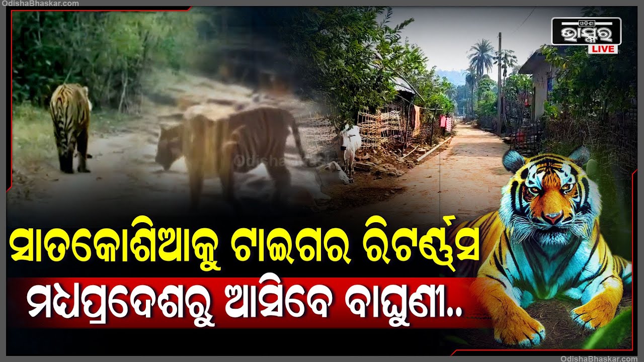 ସାତକୋଶିଆ ଅଭୟାରଣ୍ୟକୁ ପୁଣି ଫେରିବେ ମହାବଳ ବାଘ । ପୁଣି ଖୁବଶୀଘ୍ର ଆରମ୍ଭ ହେବ ବ୍ୟାଘ୍ର ପ୍ରକଳ୍ପ