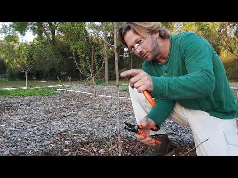 How I prune  young Florida Peach and Nectarine trees after planting