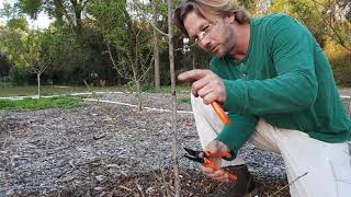 How I prune  young Florida Peach and Nectarine trees after planting