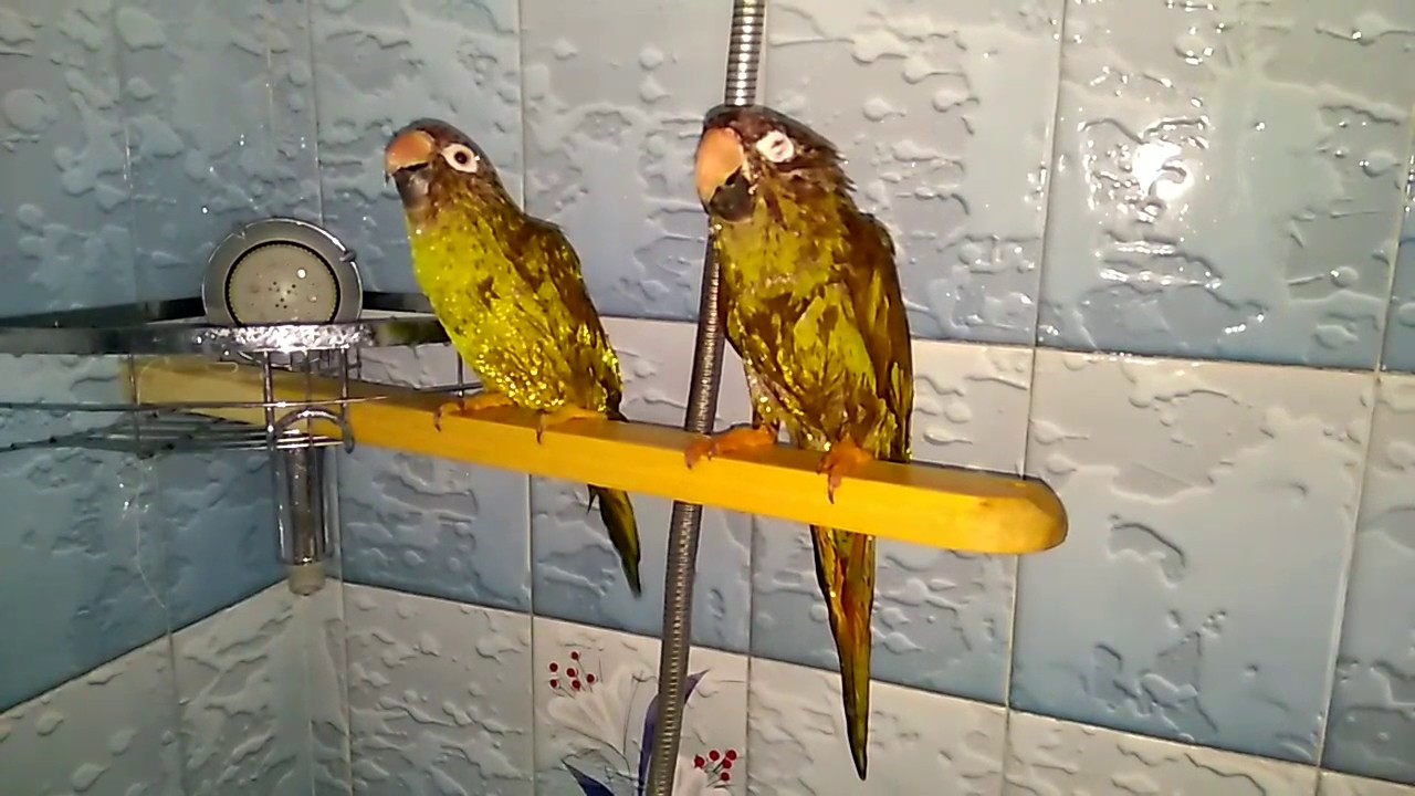 camera iphone 8 plus apk Alisa y Pepito se bañan.