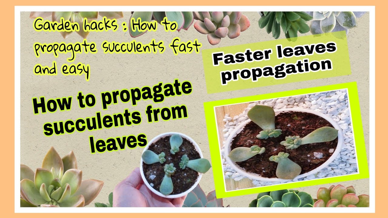 How to propagate succulents fast and easy? #howtopropagatesucclents # ...