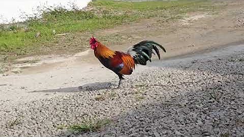 Qaib pom2 qua zoo 13/12/2025 