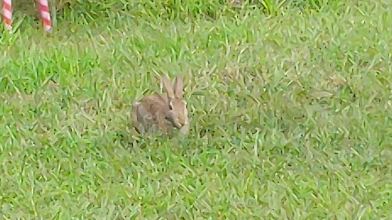 PREPPER PREPONDERANCE - To Eat Or Not To Eat - The Bunny Rabbit ...