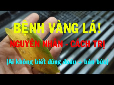 Video: Lá Nho Chuyển Sang Màu Vàng: Làm Gì Nếu Chúng Khô Và Chuyển Sang Màu Vàng Vào Tháng Tám? Nguyên Nhân. Các Cạnh Và Các đốm Vàng Trên Lá Chuyển Sang Màu Vàng